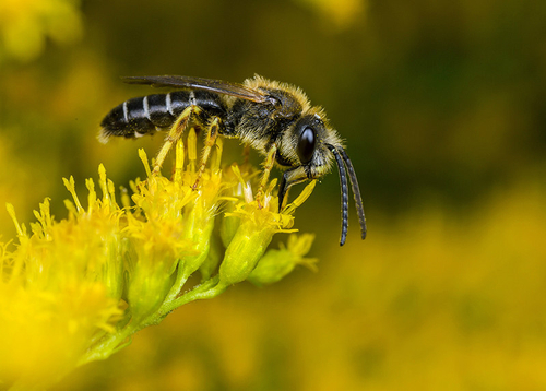 [I]Halictus rubicundus[/I] male. Warwickshire, August 2013.