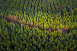 Conifer patch