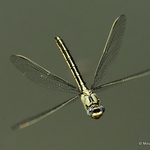 Western Clubtail (Gomphus pulchellus) F