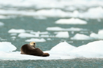 Sea Otter on ice floe, Surprise Glacier, Alaska