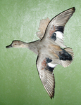 LEVI - GADWALL