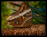 Mournful Owl Butterfly