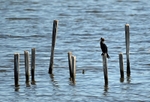 Pygmy Cormorant