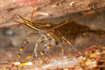Palaemon serratus
