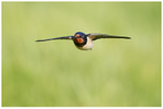 Swallow in Flight 