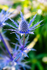 Alpen Mannstreu - DSC_7670