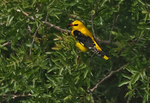 Golden Oriole