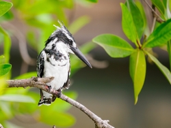 Pied Kingfisher