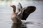 Greylag Goose (Anser anser) wing flap