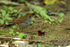 Ruddy-capped Nightingale-Thrush side, Costa Rica