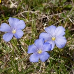 Perennial flax (Linum perenne)  also blue flax 