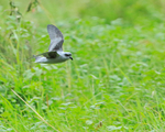 Fork-tailed Storm Petrel portfolio