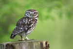 Little Owl
