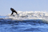 Cape Fur Seal jumping high, Seal Island, False Bay, South Africa