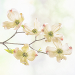 FLOWERING DOGWOOD - NORFOLK COUNTY