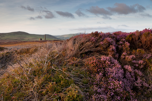 Cross Vein Mine contrasting with the colourful heather.
