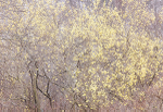 WILLOW BLOSSOMS - NORFOLK COUNTY