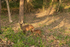 Spotted deers