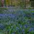 Aughton Woods
