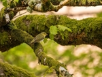 Wood Warbler