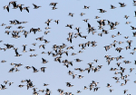 SBD001: Barnacle Geese