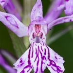 Spotted Orchid (Dactylorhiza maculata ssp saccifera)