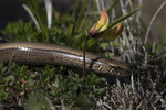 Slow worm limbless reptile, Isle of Mull, Scotland