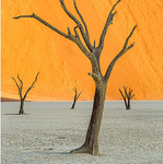 Skeleton trees, Dead Vlei