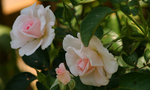 Rose - Peace 3