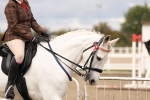 Class 53 - Ridden Competition Horse/Pony portfolio
