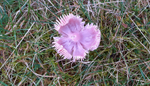 Pink Waxcap