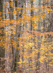 BACKUS WOODS #2, OCTOBER 2014 - NORFOLK COUNTY