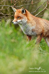 Fox 260313-353a