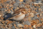 March 2010 - Snow Bunting