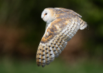 Barn Owl