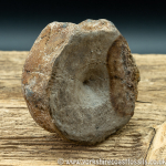 vert195 Ichthyosaurus sp Vertebrae