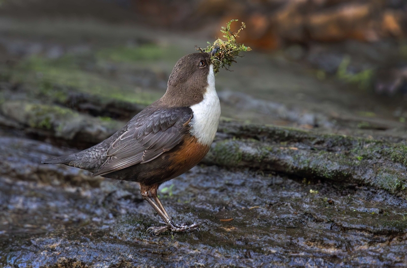 Dipper - River Bollin - Cheshire