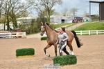 Wednesday Trot Up portfolio