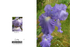 007 Bearded Iris