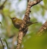 Chesnut Flanked White eye