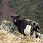 Wild Goat