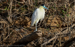Capped Heron