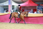 SBM_00228