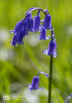 Bluebell, late spring
