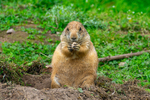 Black-tailed Prairie Dog - DSC_9431