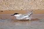July 2009 - Sandwich Tern