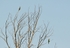 European Bee-eater