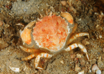 Atelecyclus rotundatus male