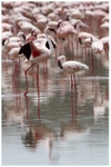 Flamingo a go-go