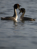 GREAT CRESTED GREBE ref Grebe 5